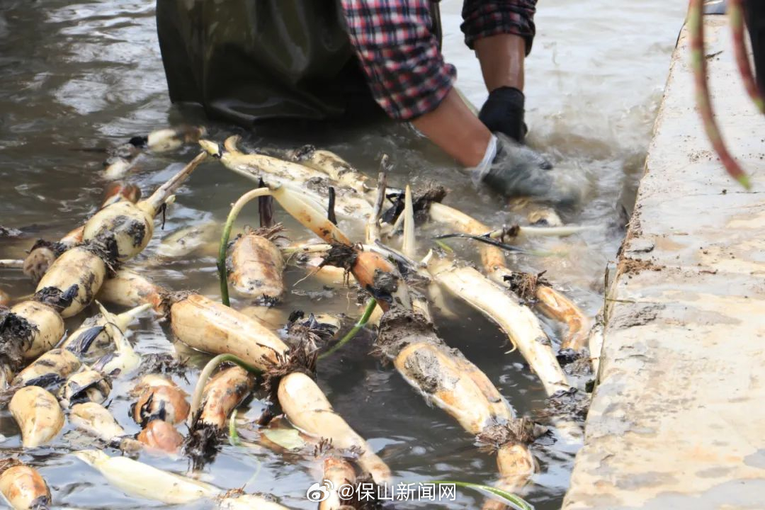 由旺镇：早熟莲藕 抢“鲜”上市