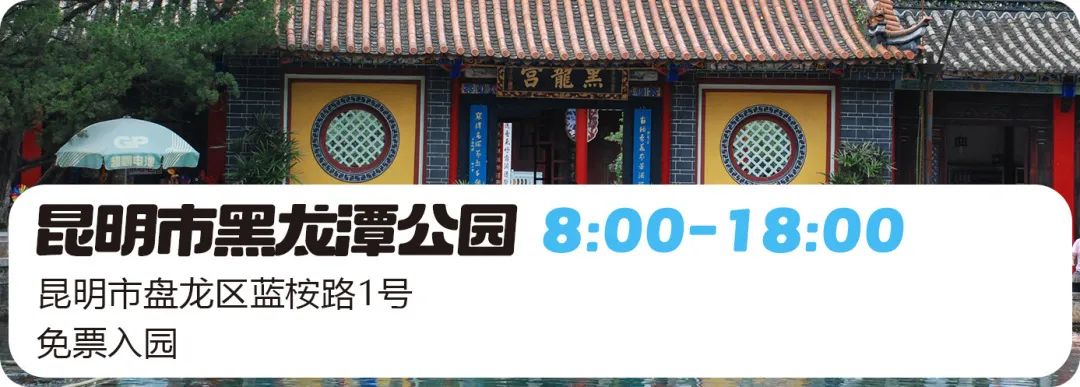 微观盘龙