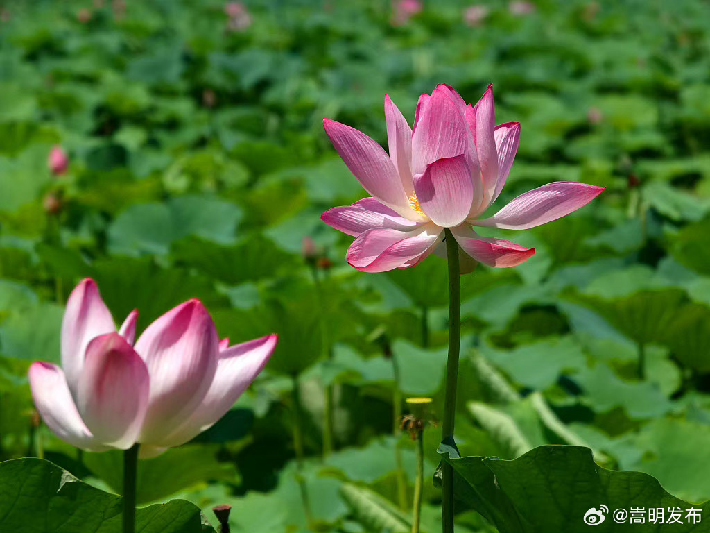 嵩明发布
