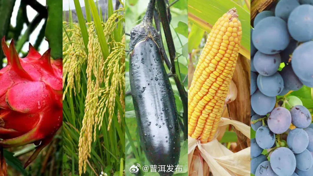 普洱发布