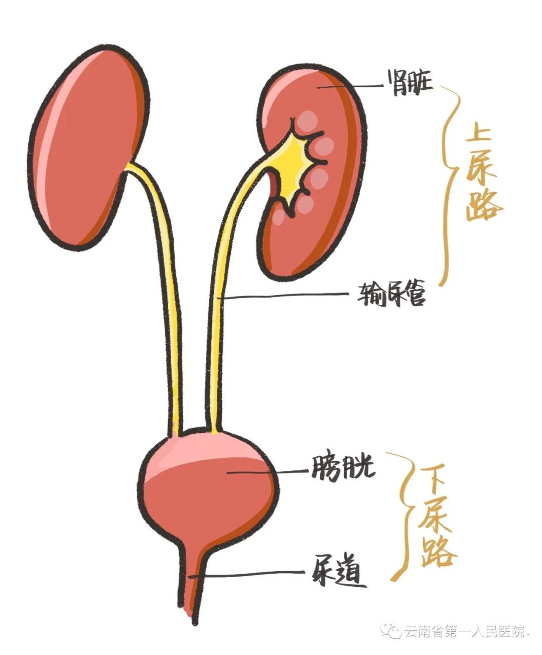 云南省第一人民医院