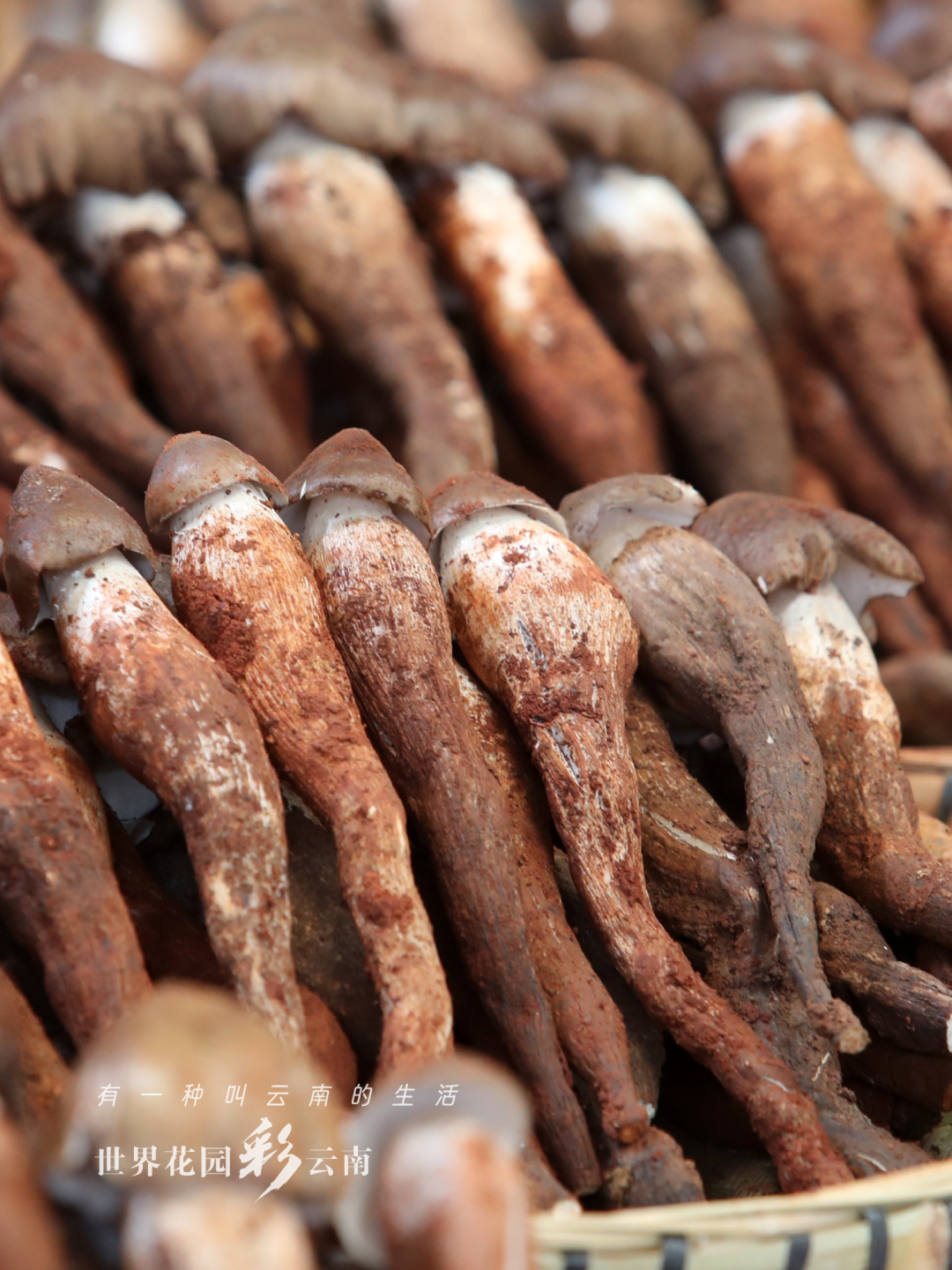 云南省文化和旅游厅