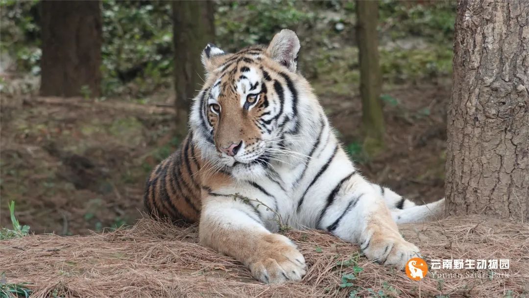 云南野生动物园