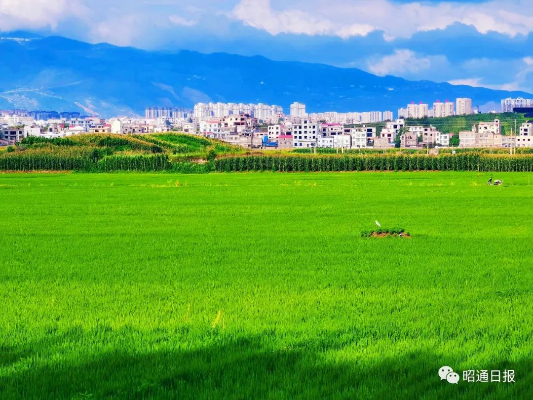 昭通日报