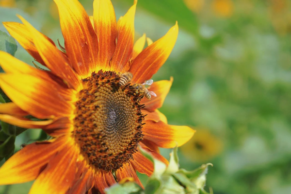 云南省文化和旅游厅