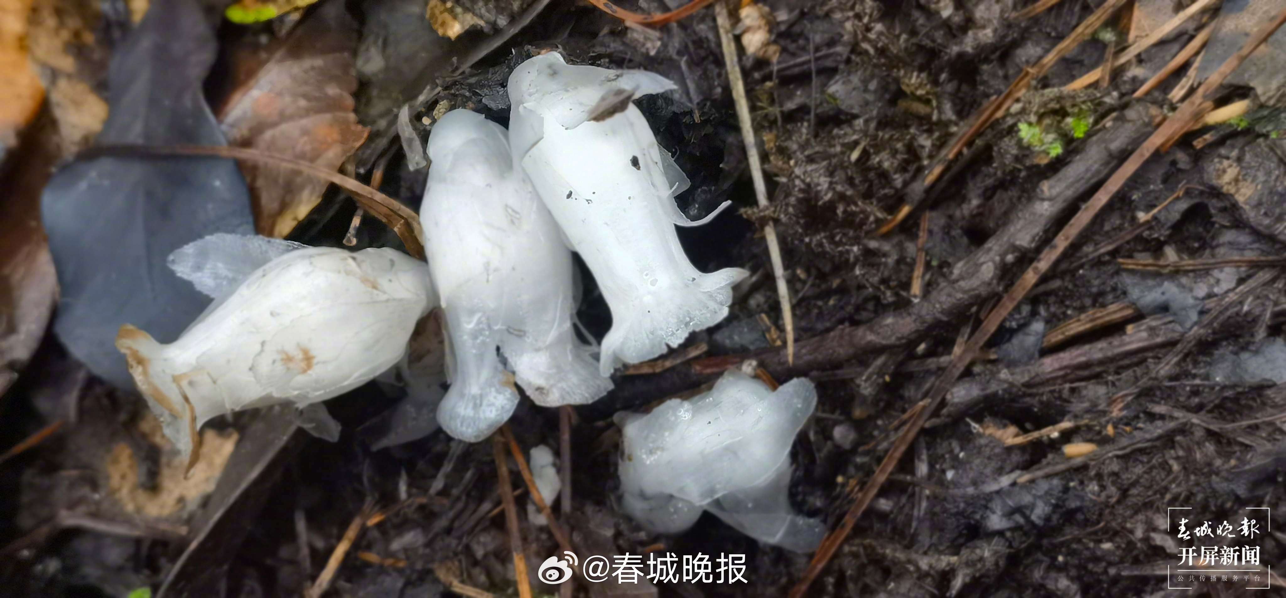 春城晚报