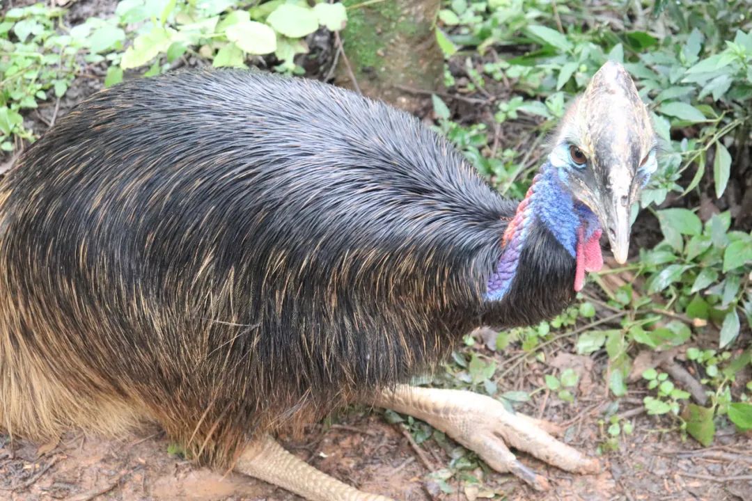 云南野生动物园