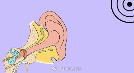 身体的平衡是谁控制的