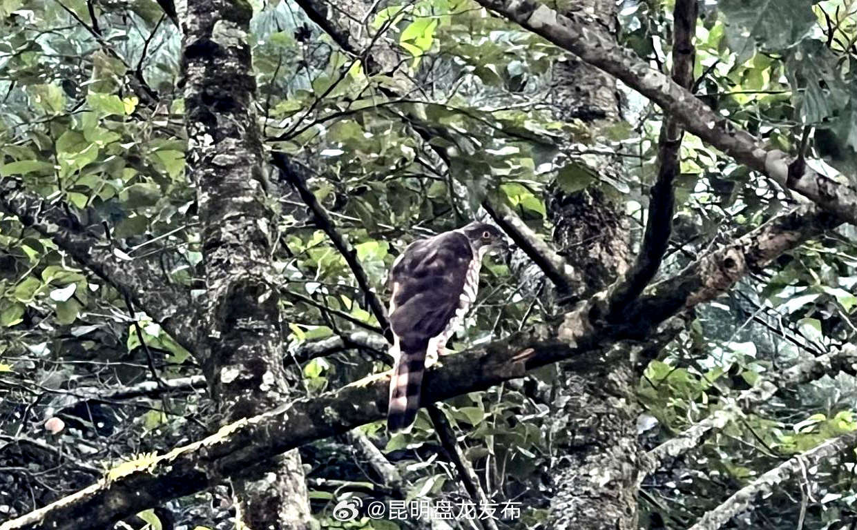 生态云南｜穿着“纸尿裤”的猛禽——国家二级保护动物凤头鹰现身凤庆