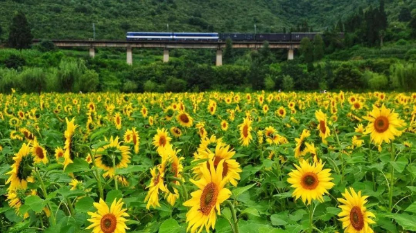 云南省文化和旅游厅