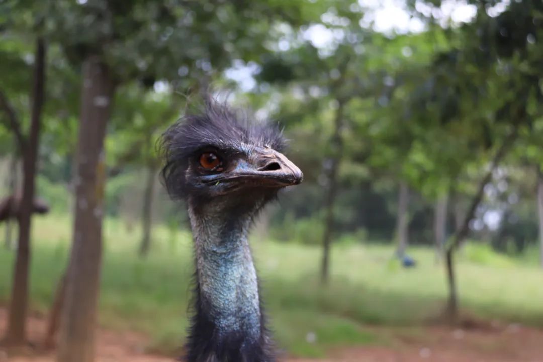 云南野生动物园