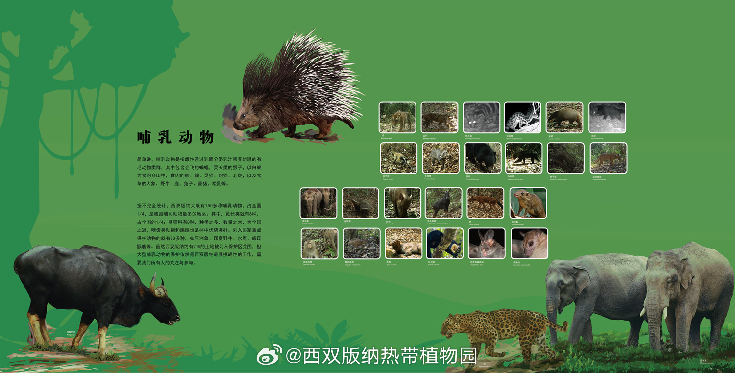 西双版纳热带植物园