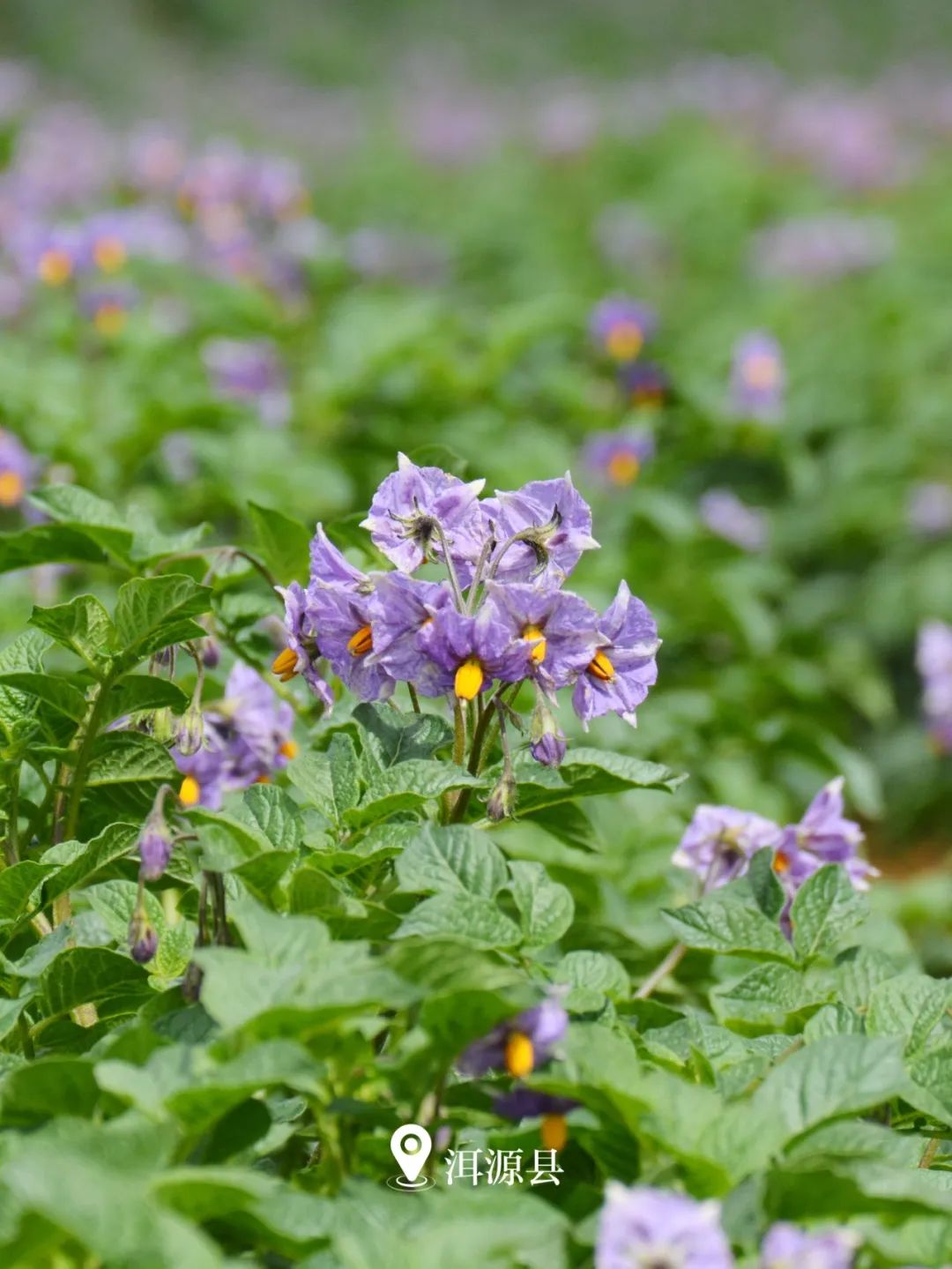 云南省文化和旅游厅