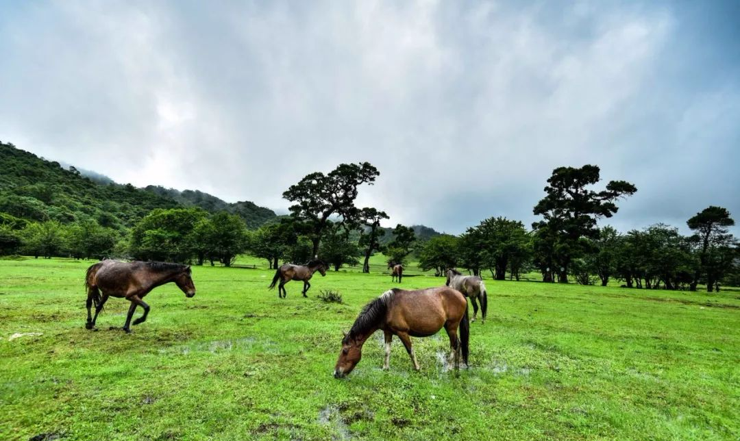 云南省文化和旅游厅