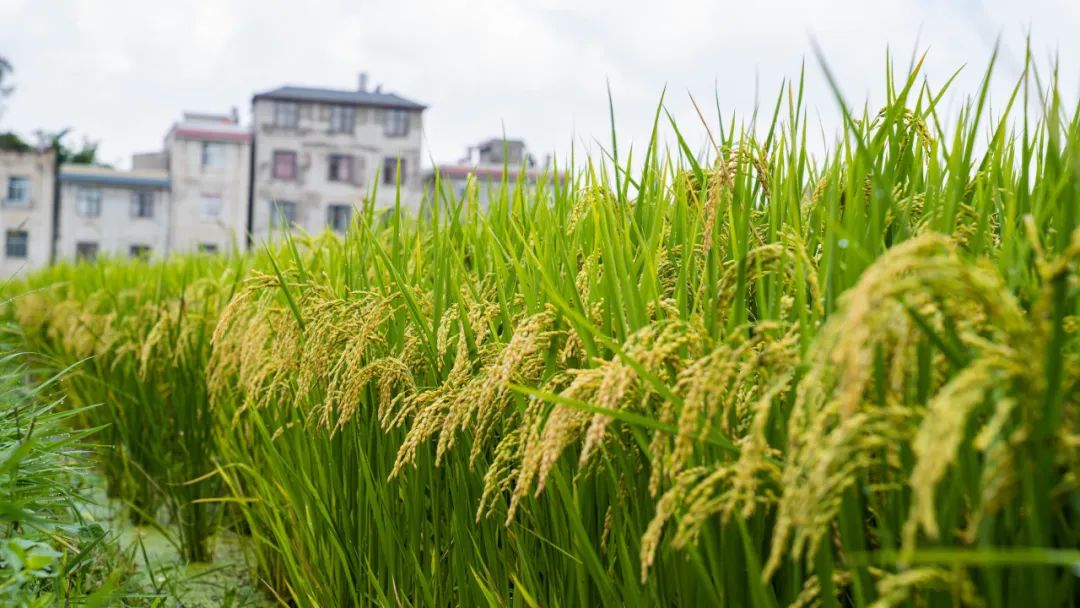 晋宁诗意的栖居地