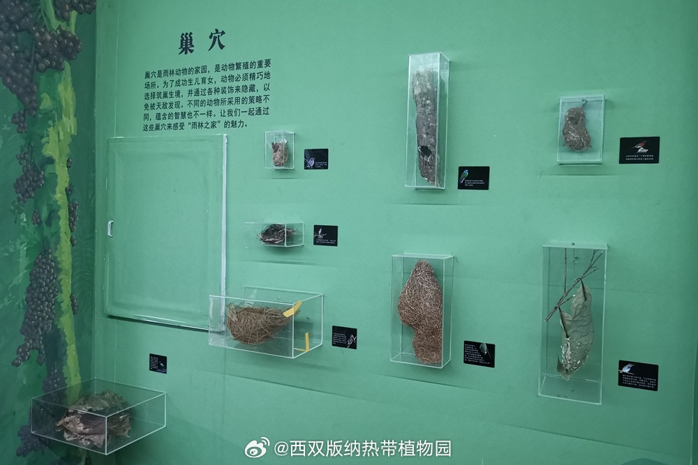 西双版纳热带植物园