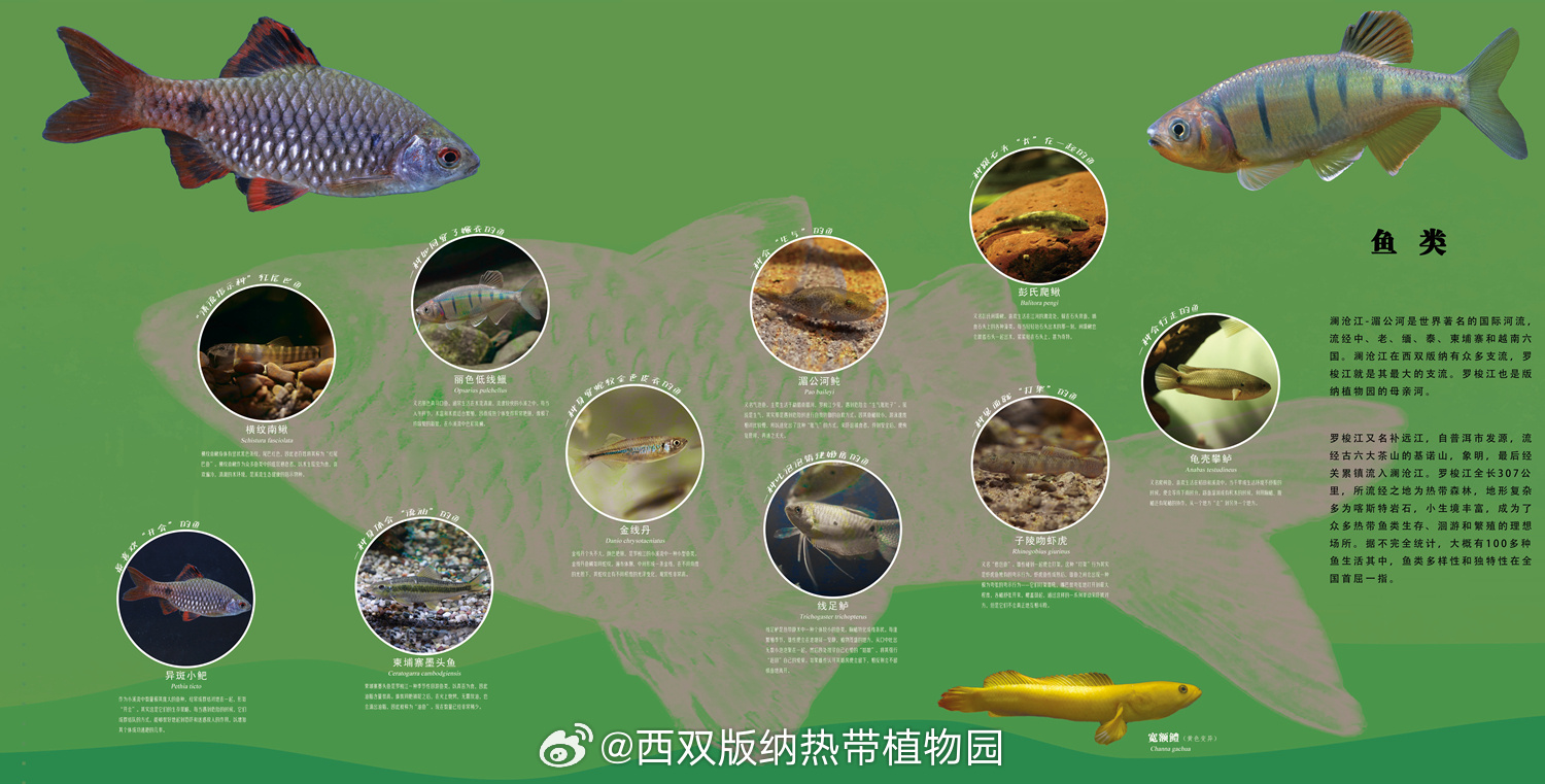 西双版纳热带植物园