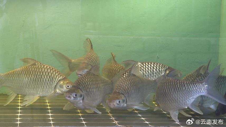 云南首家国家级水产良种场落户西双版纳