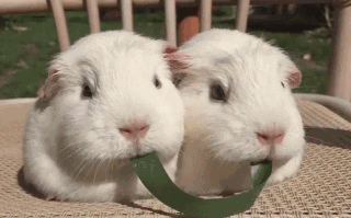 咀嚼是怎样帮助控制体重的？