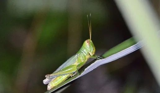 云南广播电视台微信