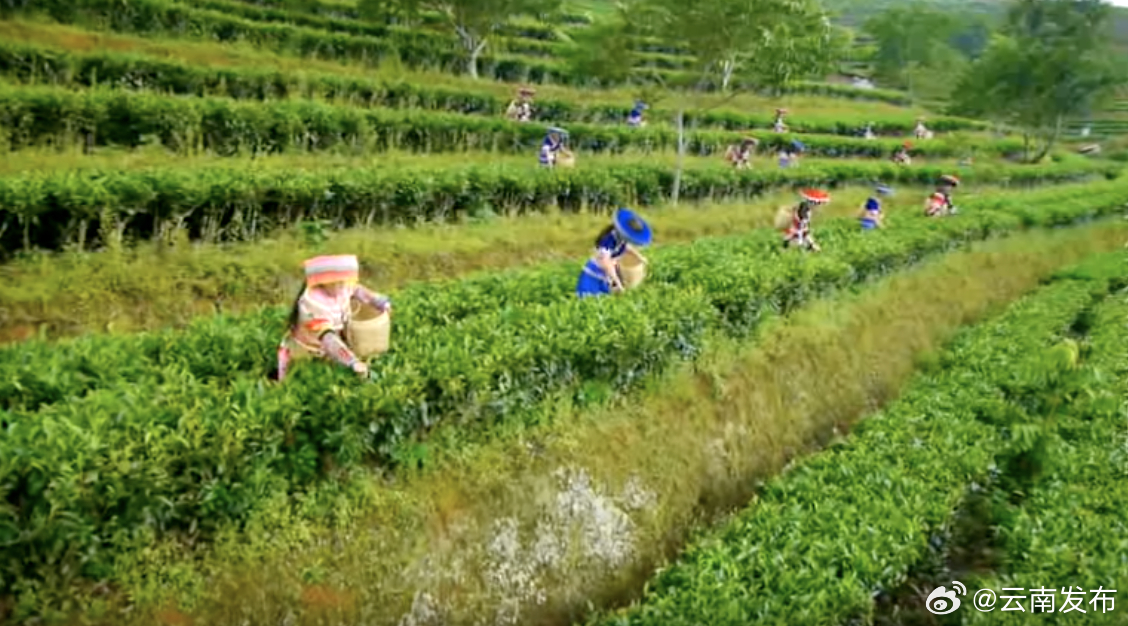 擦亮“千年茶乡”名片——昌宁红茶