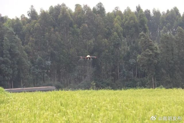 马龙区用无人机统防水稻1000亩