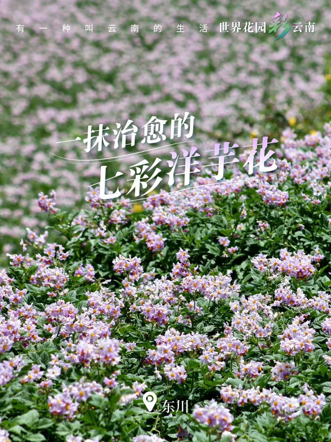 云南省文化和旅游厅