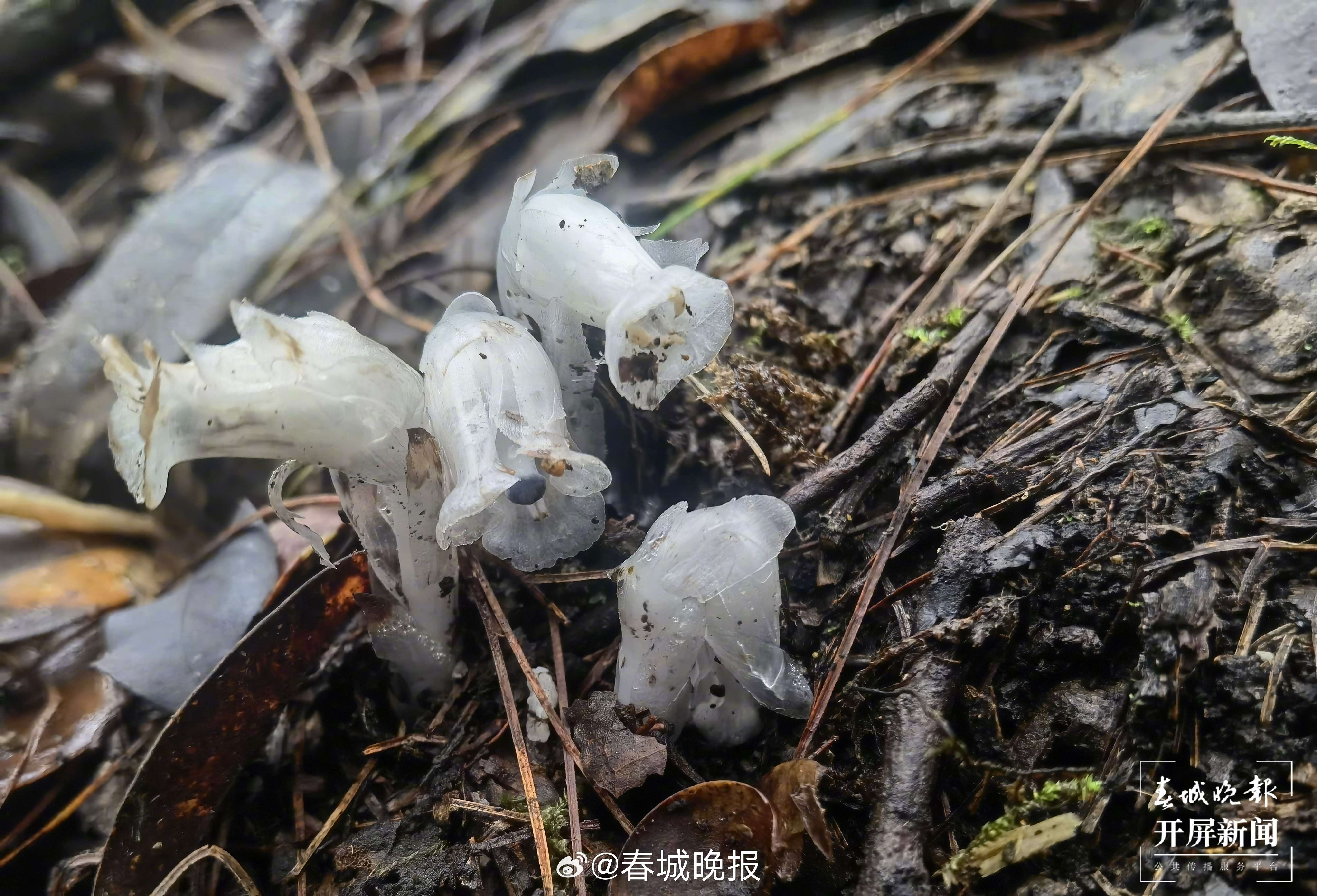春城晚报