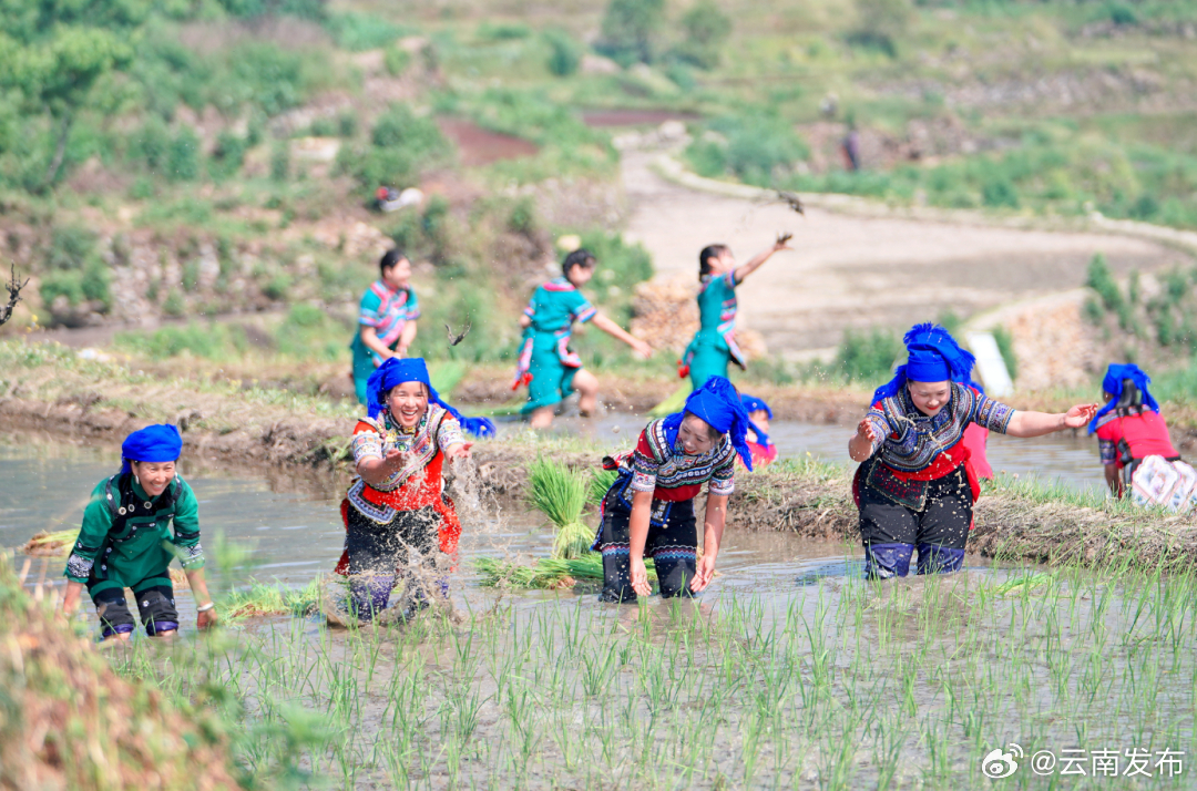 展示原生态的哈尼农耕文化——元阳“开秧门”