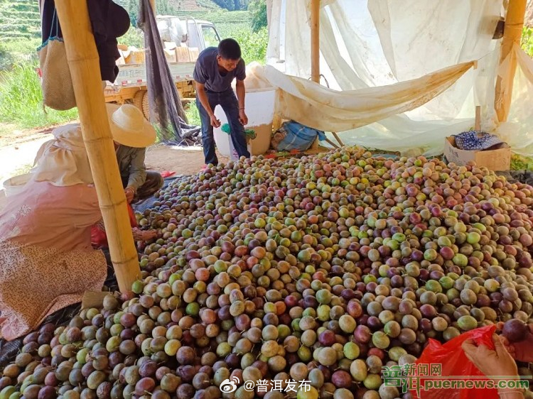 澜沧发展河乡：百香果采收忙 农户笑开颜