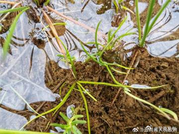 香格里拉普达措首次发现高寒水韭