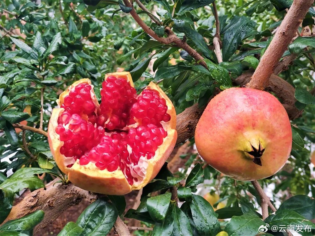 晶莹剔透、粒粒爆汁——曲靖盐水石榴