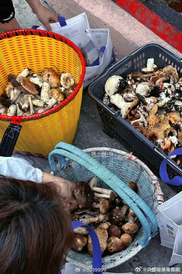 已有村民被黑熊袭击! 上山捡菌，这份攻略请带好！