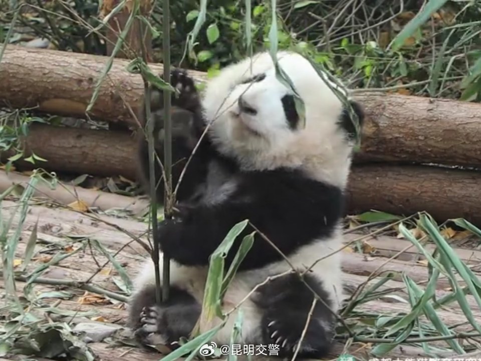 昆明交警