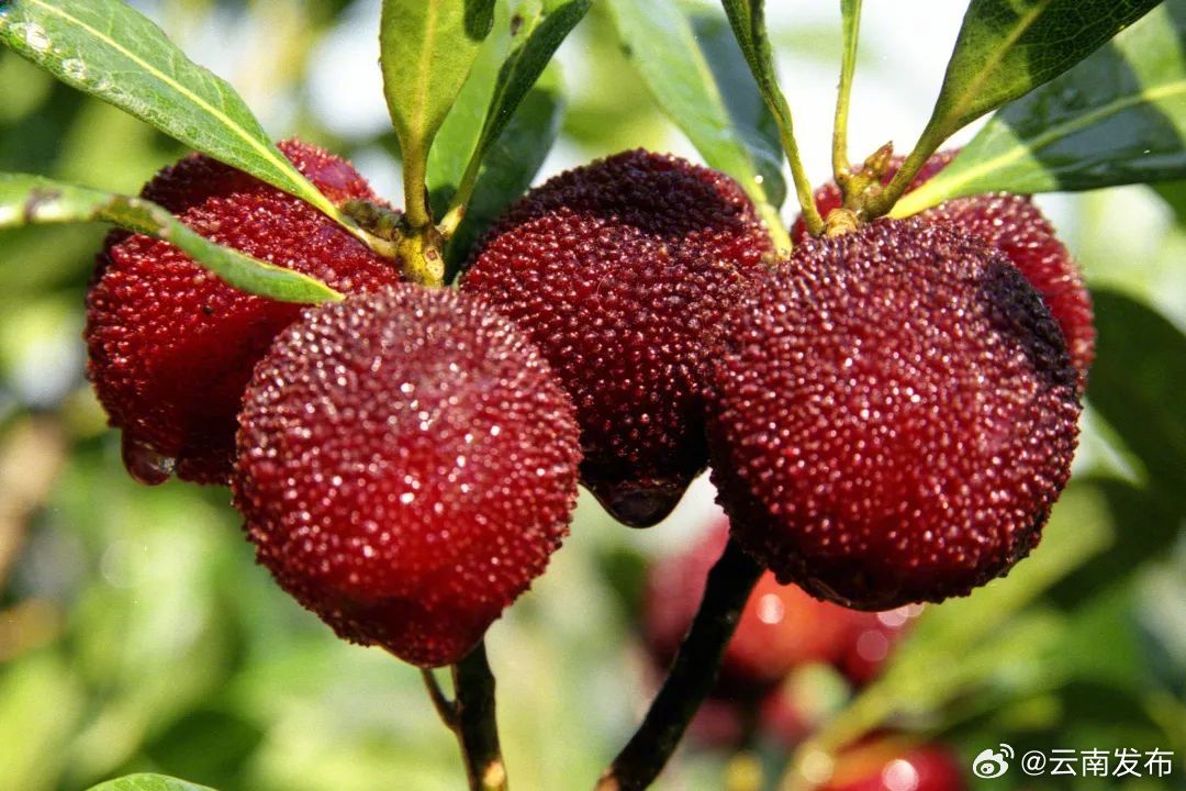 果大核小、酸甜诱人——石屏杨梅