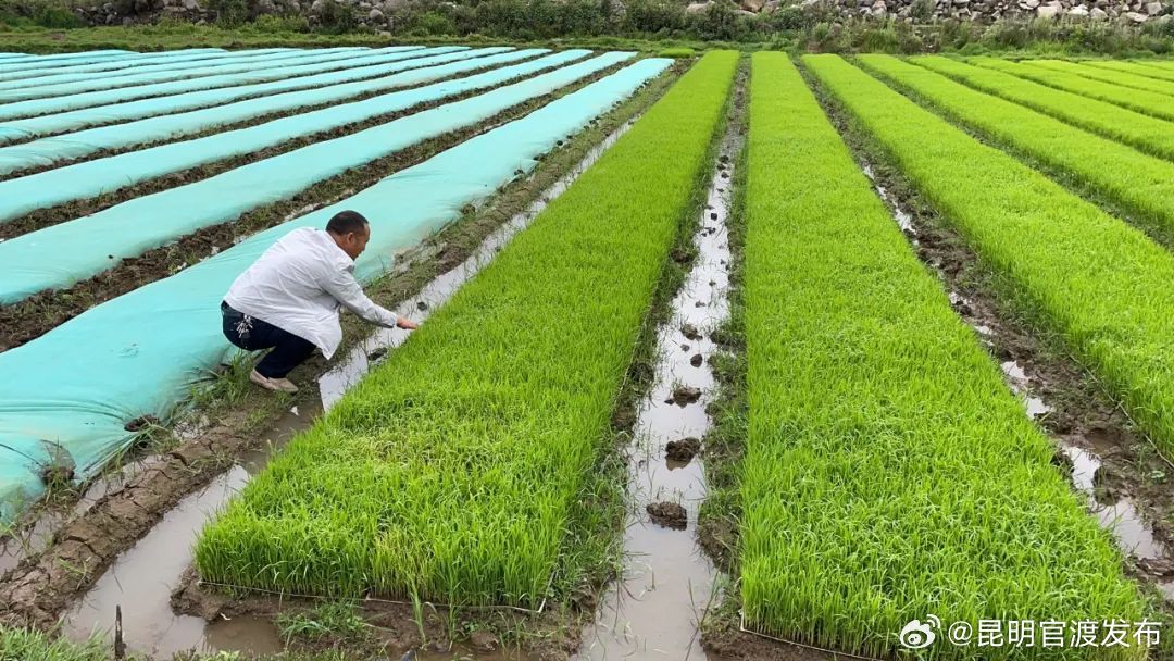 腾冲西源：多举措助推粮食稳产增收