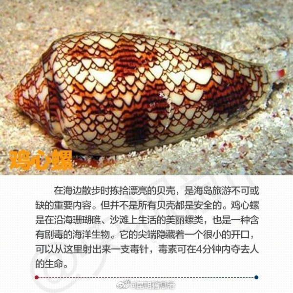 昆明信息港微博