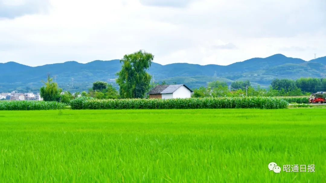 昭通日报