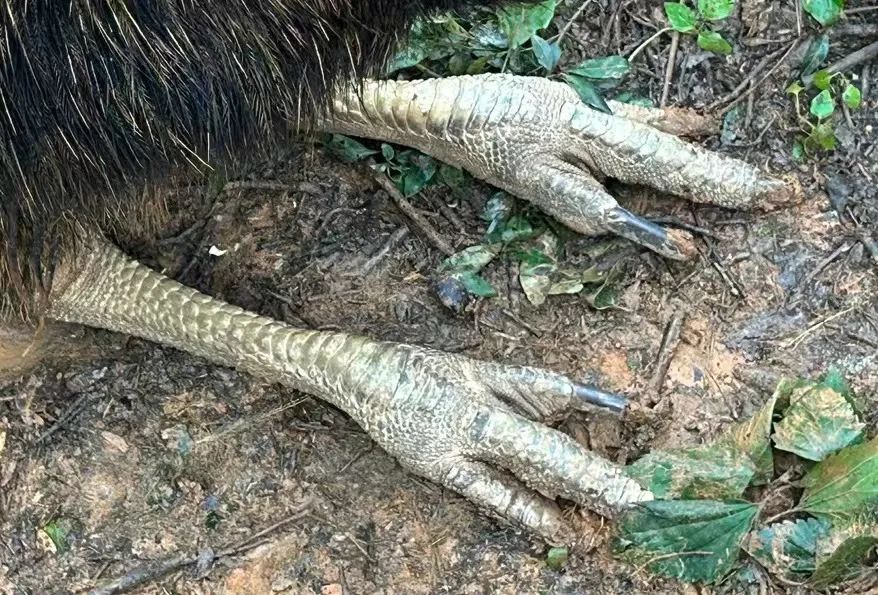 云南野生动物园