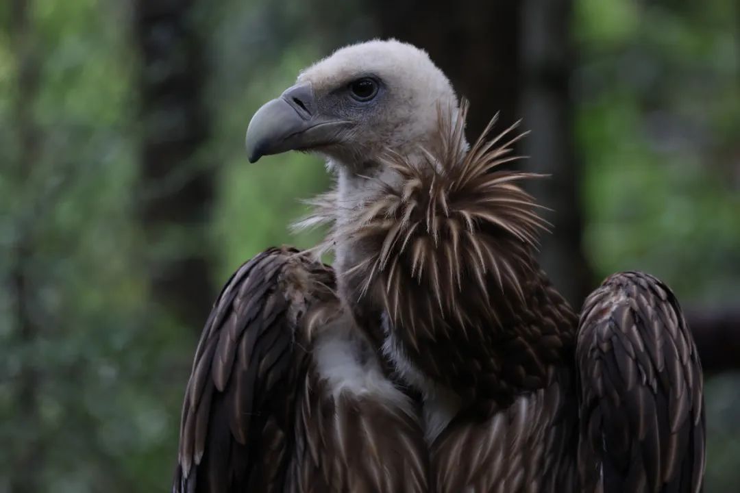 云南野生动物园