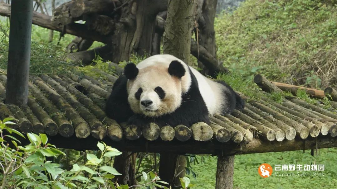 云南野生动物园