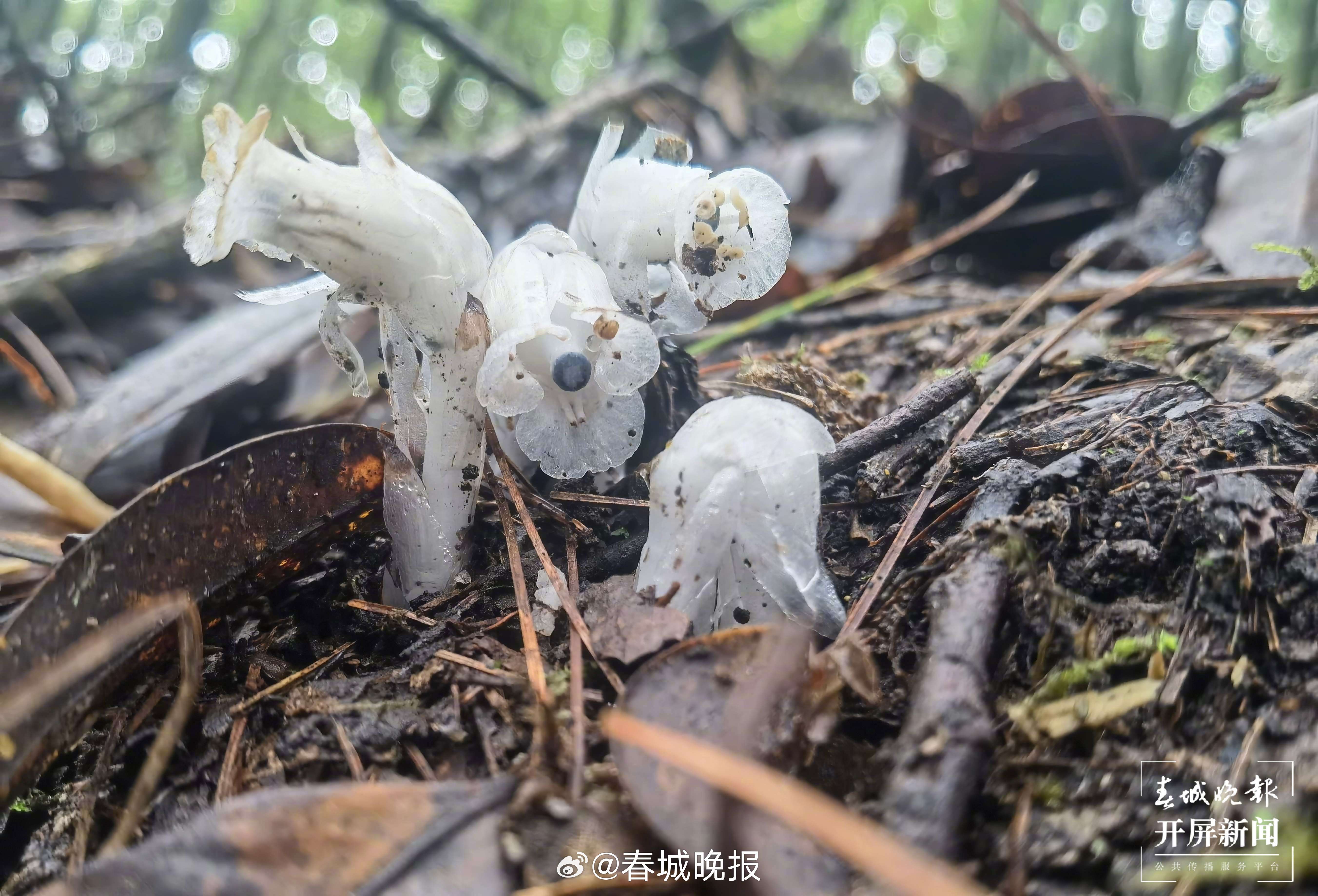 春城晚报