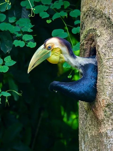 美丽云南微科普