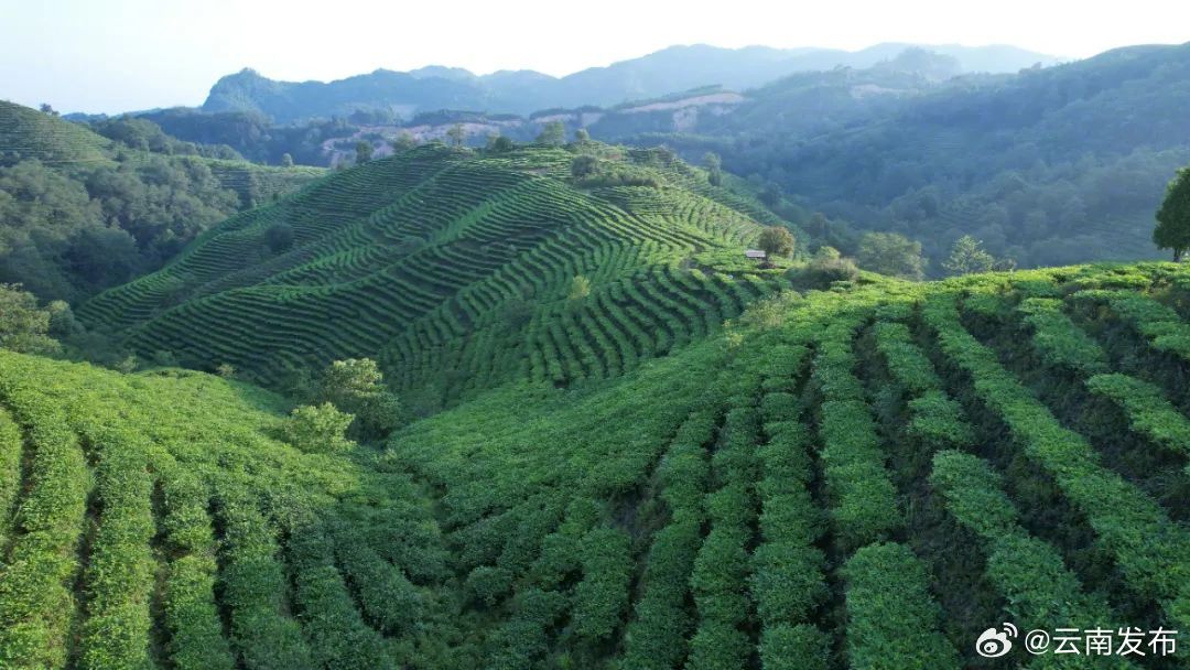 只此青绿，莫负春茶香——红河绿春茶