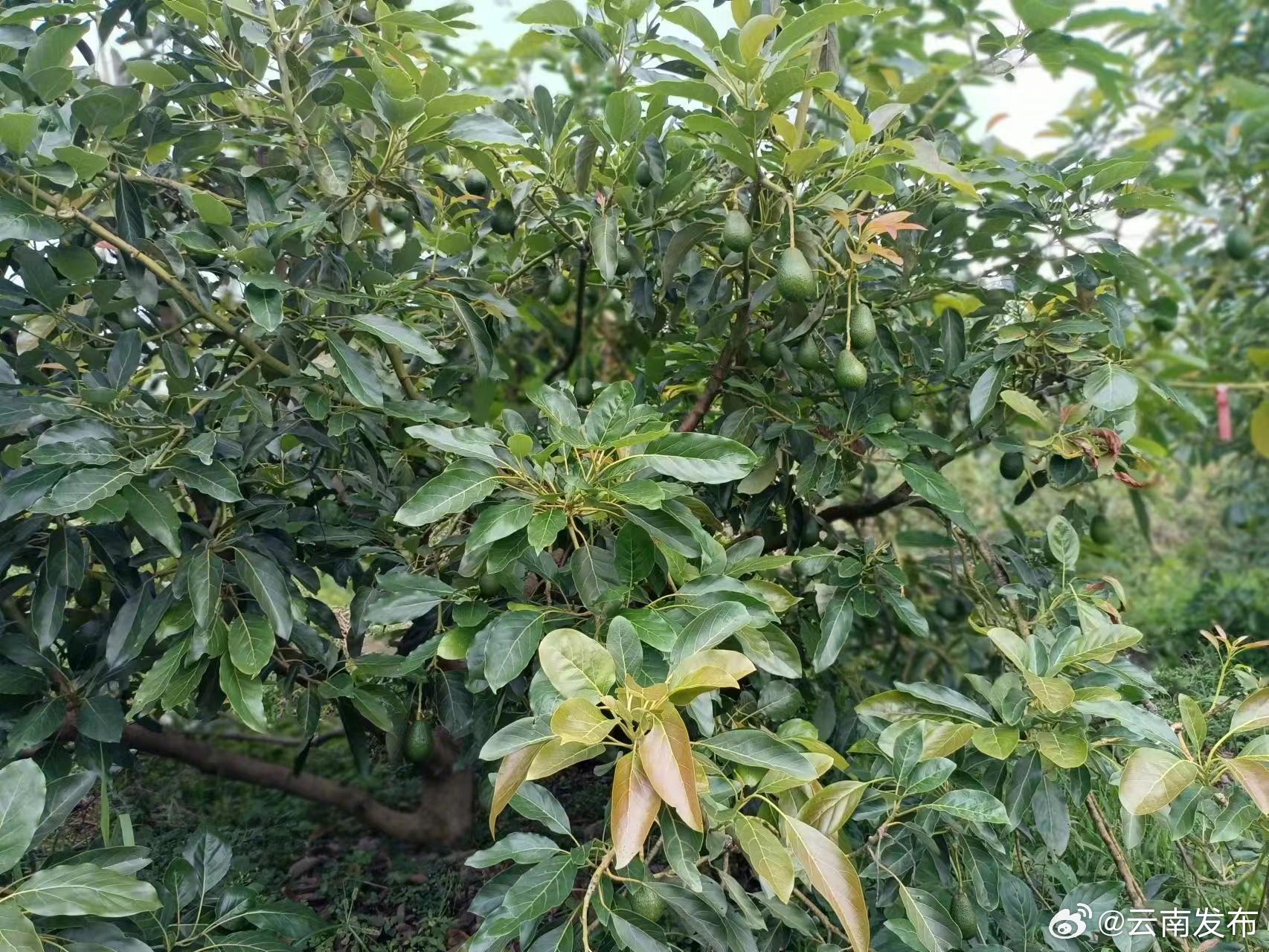 云南发布