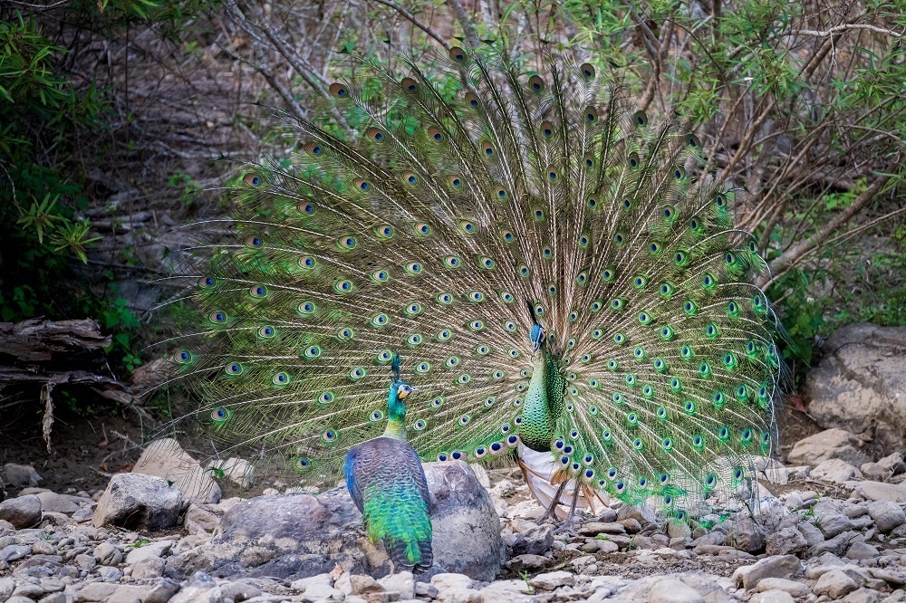 云南省文化和旅游厅