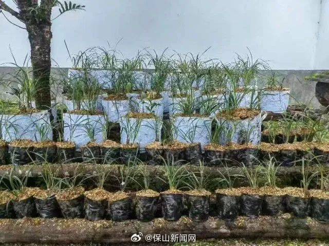 保山腾冲将一批查获的保护植物移植回自然