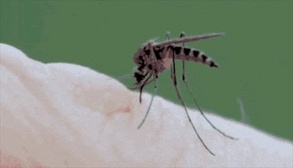 为什么立秋后蚊子咬人更狠