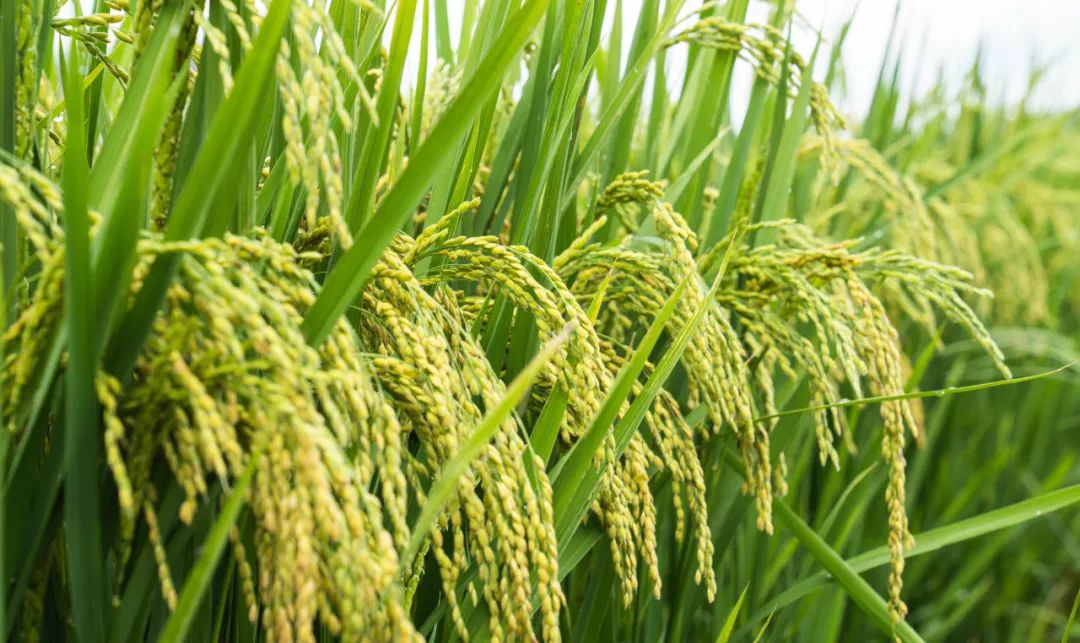 晋宁诗意的栖居地