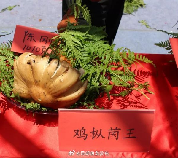 昆明盘龙发布